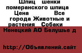 Шпиц - шенки померанского шпица › Цена ­ 20 000 - Все города Животные и растения » Собаки   . Ненецкий АО,Белушье д.